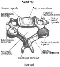 Les deux premières vertèbres (cervicales) en partant du crâne. Halswirbel Wikipedia