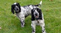 We are blessed to have a spacious property where we are able to provide large housing for all of our dogs and have the space to provide a large state of the art nursery, grooming facility, delivery room. Cocker Spaniels Dogs And Puppies Rspca