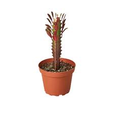 Image result for Euphorbia tholicola