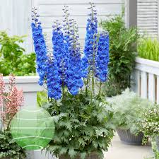 Image result for Delphinium