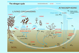 Toms Marine Biology A Block Diagram Of Nitrogen Cycle