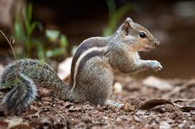 Indian Palm Squirrel Wikipedia