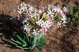 Image result for Ammocharis