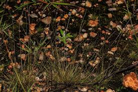 Image result for Microchloa