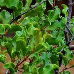 Image result for Euclea undulata