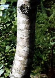 Image result for Brachystegia spiciformis