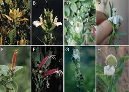 Image result for Anisotes formosissimus