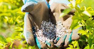 You don't have to think about what nutrients your plants need. 10 10 10 Fertilizer How To Use It And What Are The Benefits