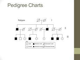 family pedigree template arzneipflanze info