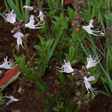 Image result for Trichodesma physaloides