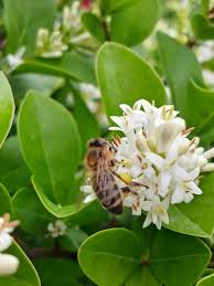 Image result for ligustrum ovalifolium
