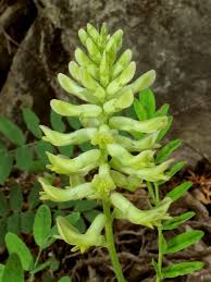 Image result for Astragalus atropilosulus