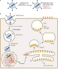 The present review summarizes the growing body of work defining the mechanisms of action of this exciting new vaccine technology that should allow rational approaches in the design of next. Profiles Of Current Covid 19 Vaccines Springerlink
