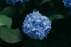 あじさい アジサイ 紫陽花 の育て方 植え替えや増やし方の方法もご紹介 暮らし の