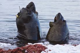 Seals Help Show How Antarctica S Melting Ice Shelves Affect Deep Ocean Elephant Seal Animal Movement Group Of Elephants