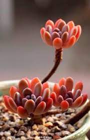 堆糖发现生活 收集美好 分享图片 succulents plants planting succulents