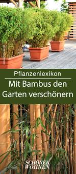Bambus kaufen als bambuspflanzen für einen sichtschutz im garten, die terrasse oder als bambushecke ✓ bambus pflanzen werden in deutschen gärten immer beliebter. Pin Auf Pflanzen