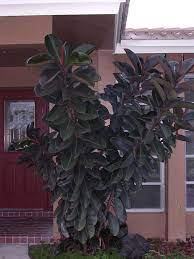 Trimming Propagating Rubber Tree House Plants Forum Gardenweb Plants Rubber Tree Garden Web