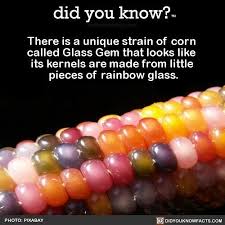 Too Pretty To Eat Corn Awesome Food Interesting Share The Knowledge Tag Your Friends In The Comments Want More Did Glass Gem Corn Glass Gems Fun Facts