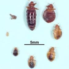 Pests are unnecessary insects, germs or other organisms that interrupt human activity. Best Pest Control Near Me April 2021 Find Nearby Pest Control Reviews Yelp