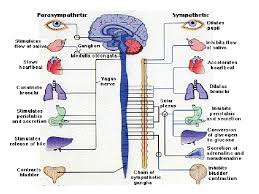 Pada gastropoda, serebral atau ganglion suboeofagus mempunyai peran untuk mengontrol ganglia yang lebih bawah. Indikator Pengertian Sistem Saraf Fungsi Sistem Saraf Struktur