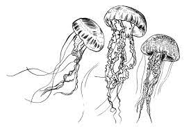 Jellyfish Set Jellyfish Art Drawing Jellyfish Art Jellyfish Drawing