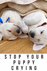 Placing his crate or bed near your bed is enough to make him feel like part of the pack. Puppy Crying Tips For Settling New Puppies At Night Or In A Crate