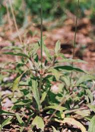 Image result for Celosia stuhlmanniana