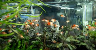 Maybe you would like to learn more about one of these? Ikan Hias Kecil 11 Ikan Hias Kecil Untuk Aquarium Kecil Kamu Hewan Air Info