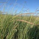 Image result for Ischaemum afrum