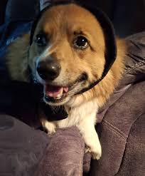 Calming dogs during fireworks