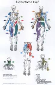 Sclerotome1 Jpg 1029 1588 Physical Therapy Osteopathy Acupuncture Points