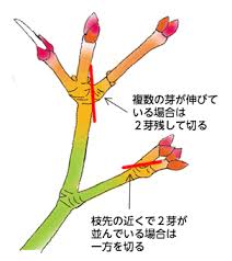モミジの剪定 キミのミニ盆栽びより