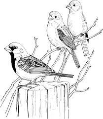 Sparrow Bird Drawing For Kids With Colour Three House Sparrows Coloring Page Supercoloring Com Bird Coloring Pages Tree Coloring Page Coloring Pages