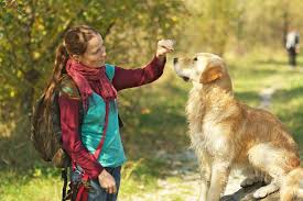 When it comes to the perfect family dog, it's hard to go wrong with a golden retriever. Golden Retriever Erziehung Und Training Goldenr De