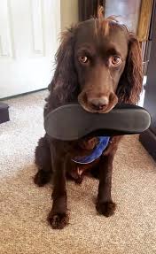 Find the perfect boykin spaniel puppy for sale in texas, tx at puppyfind.com. Boykin Spaniel Rescue Reviews And Ratings Boiling Springs Sc Donate Volunteer Review Greatnonprofits