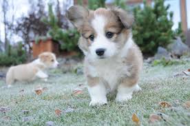 Corgi husky mix teacup puppies dachshund puppies shepherd puppies. Best 52 Corgie Wallpaper On Hipwallpaper Corgie Wallpaper Welsh Corgie Background And