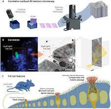 Check spelling or type a new query. The Intestinal Tuft Cell Nanostructure In 3d Scientific Reports