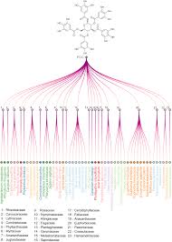 Image result for Phyllanthus mendoncae