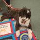 Read to a Therapy Dog event image