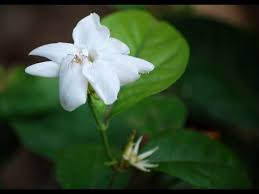 Pin On How To Grow Plants At Home