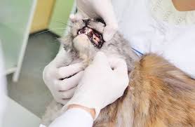 We did not find results for: Pet Dental Care Pet Dentistry Cincinnati Oh