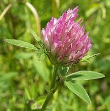 Image result for Trifolium wentzelianum