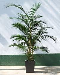 Can cat palm grow in water? 6 Stylish Houseplants That Are Safe For Cats And Dogs