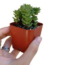 Image result for Crassula alticola