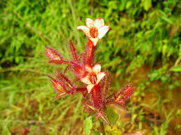 Image result for Mimulopsis arborescens