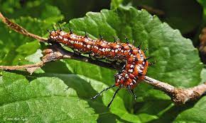 Read about the painted lady butterfly. Variegated Fritillary Caterpillar Photograph By Matt Taylor