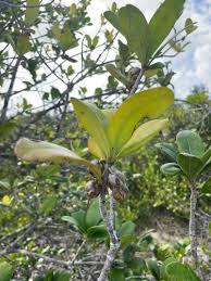 Image result for Pentaphylacaceae