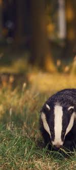 What Do Badgers Eat Hayvanlar