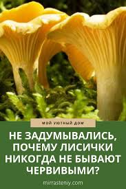 как вылечить самому себе седалищный нерв за 2 минуты Ne Zadumyvalis Pochemu Lisichki Nikogda Ne Byvayut Chervivymi Health Fitness Healthy Healthy Recipes